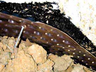 maisononduline.jpg (25340 octets)